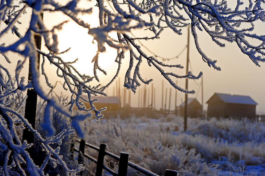 Morning Frost Photograph by Edward Kovalsky