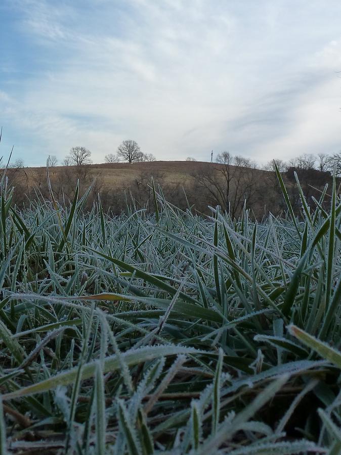 Winter Photograph - Morning frost by Felix Concepcion