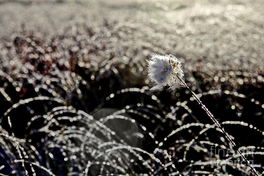 Winter Photograph - Morning Frost by Kelly Morrow