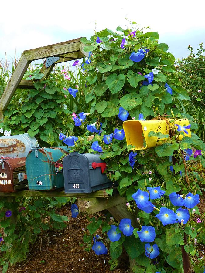 Morning Glories on Mail Boxes Photograph by Jeanette Oberholtzer