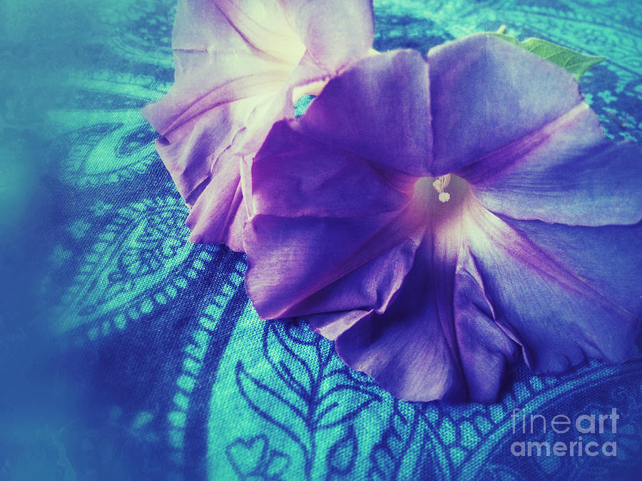 Flower Photograph - Morning Glories on Paisley by Ruby Hummersmith