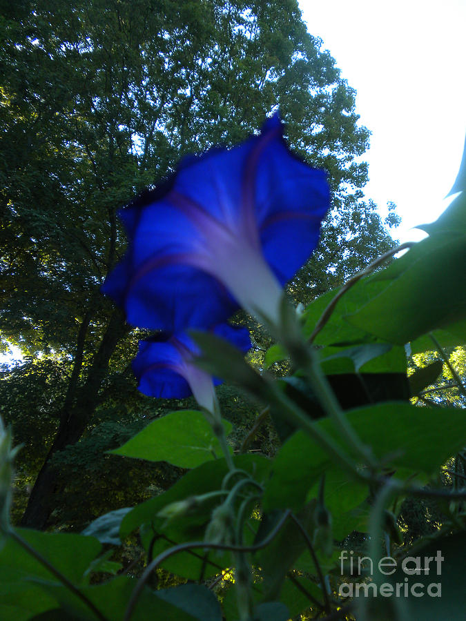 Flower Photograph - Morning Glory 01 by Thomas Woolworth