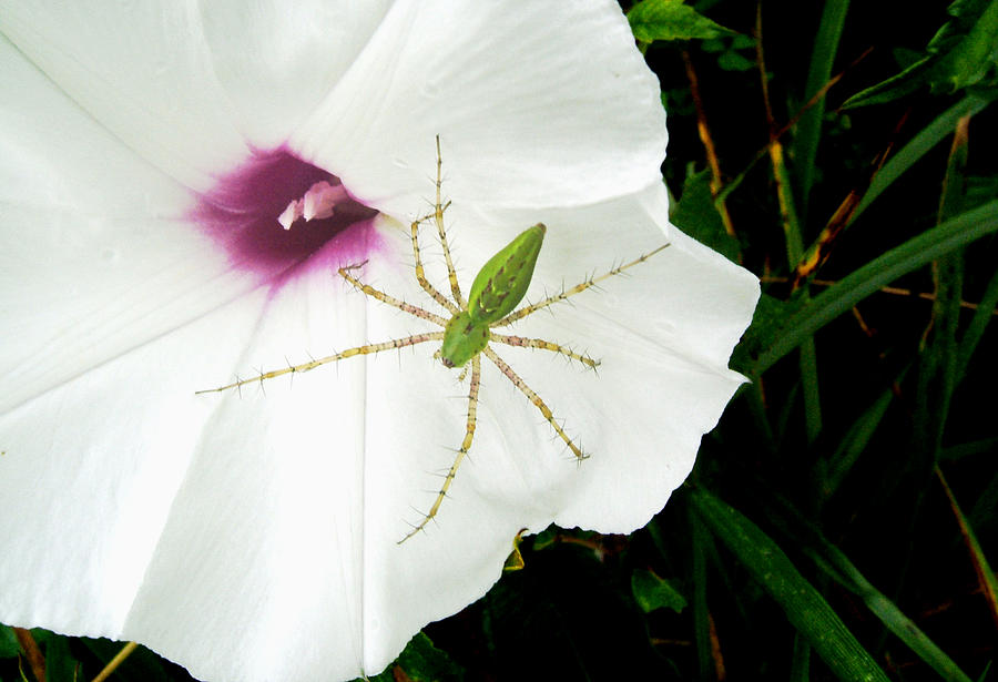 Morning Glory and a Spider 01 Photograph by George Bostian