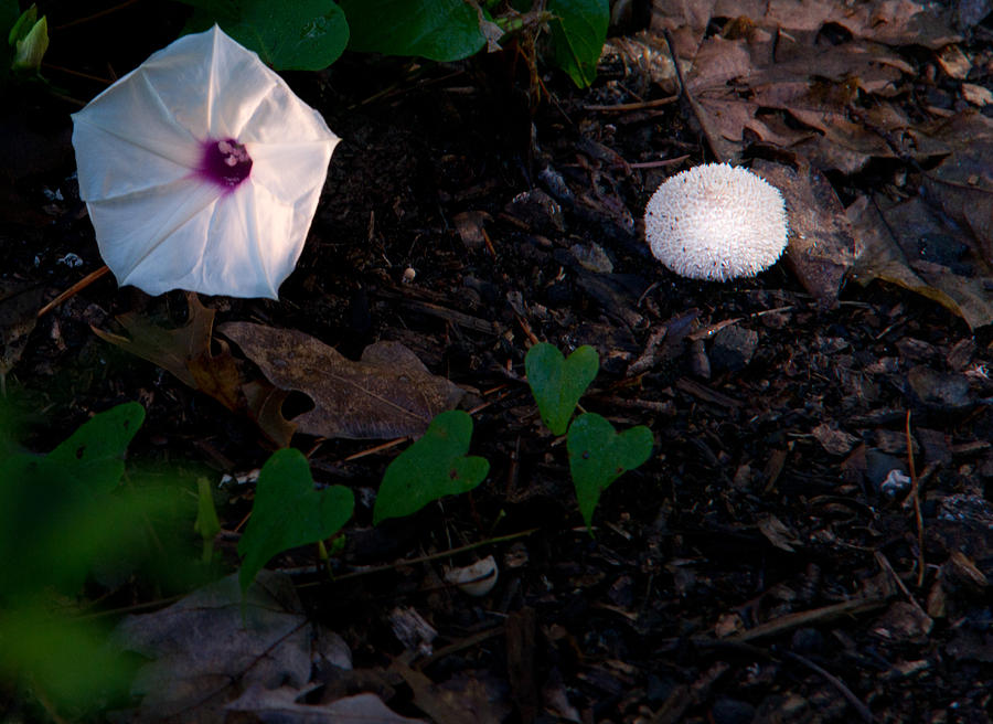 Morning Glory and Mushroom Photograph by Douglas Barnett