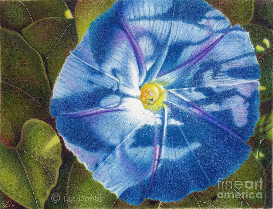 Morning Glory B by Elizabeth Dobbs Morning Glory B by Elizabeth Dobbs
