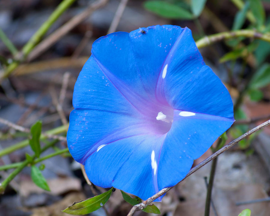 Morning Glory Blue Photograph by Kenneth Albin