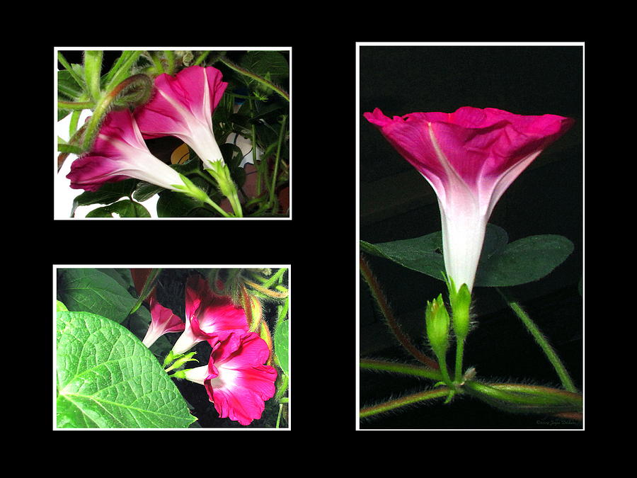 Morning Glory Collage 1 Photograph by Joyce Dickens