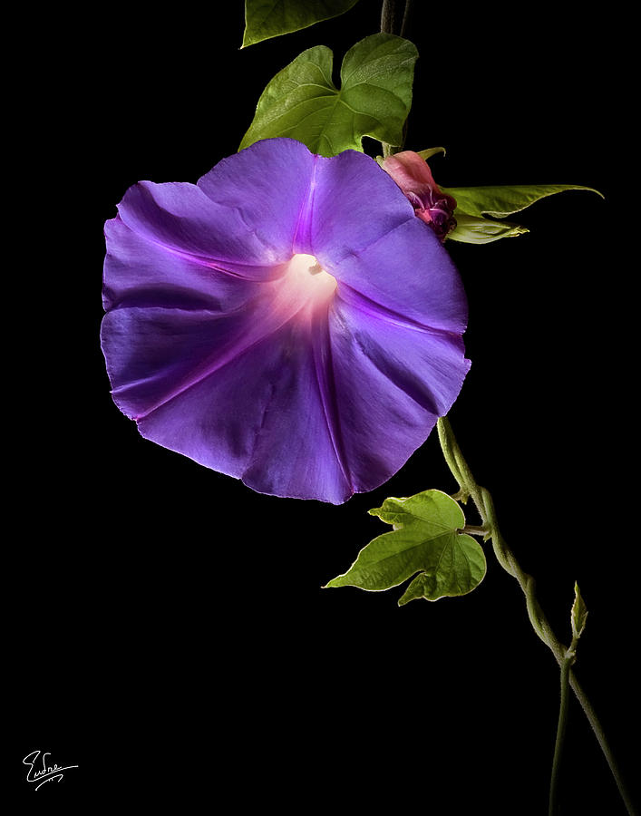 Morning Glory Photograph by Endre Balogh