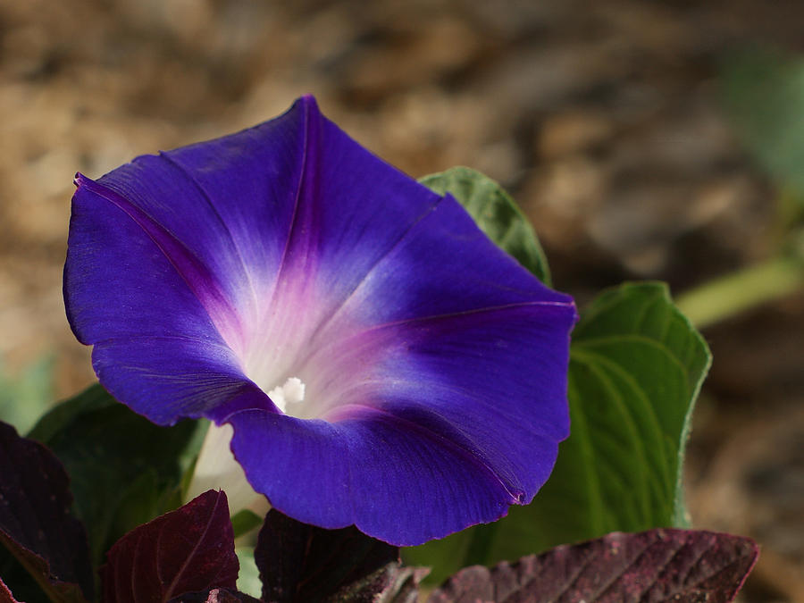 Flower Photograph - Morning Glory by Ernest Echols