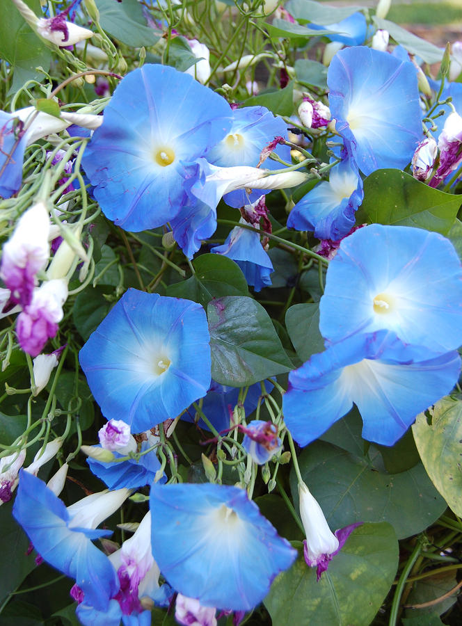 Morning Glory Flowers by Patty Vicknair