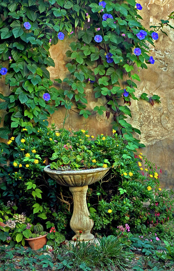 Morning Glory Garden in Provence Photograph by Dave Mills