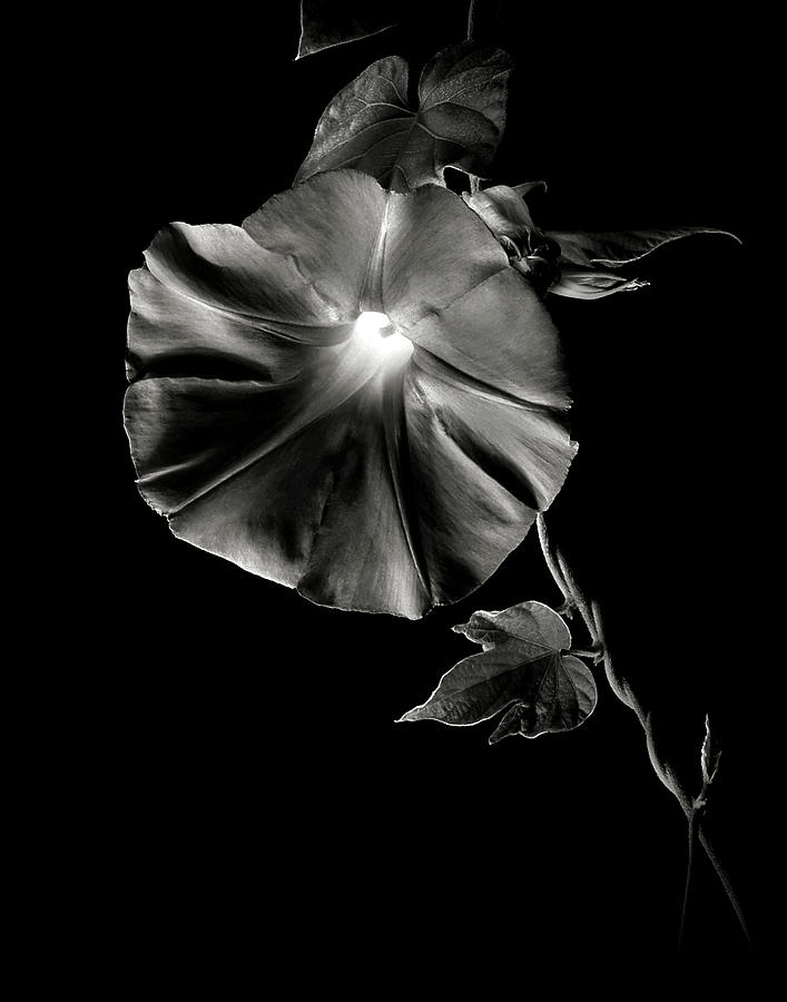 Morning Glory in black and White Photograph by Endre Balogh