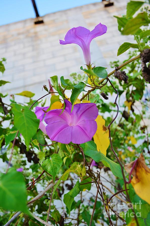Morning Glory in Paradise Photograph by Lynda Dawson-Youngclaus
