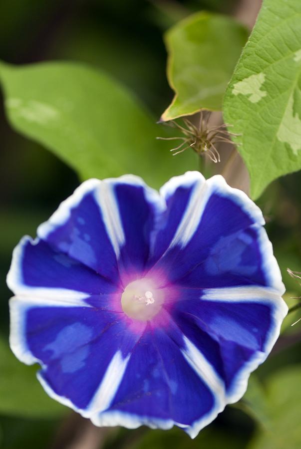 Morning Glory Ipomoea Mt Fuji Photograph By Maria Mosolova