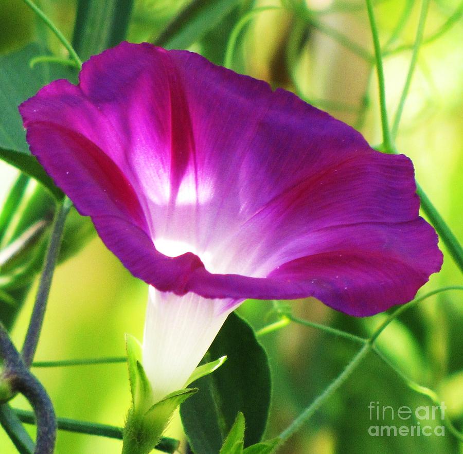 Morning Glory Photograph by Michele Penner