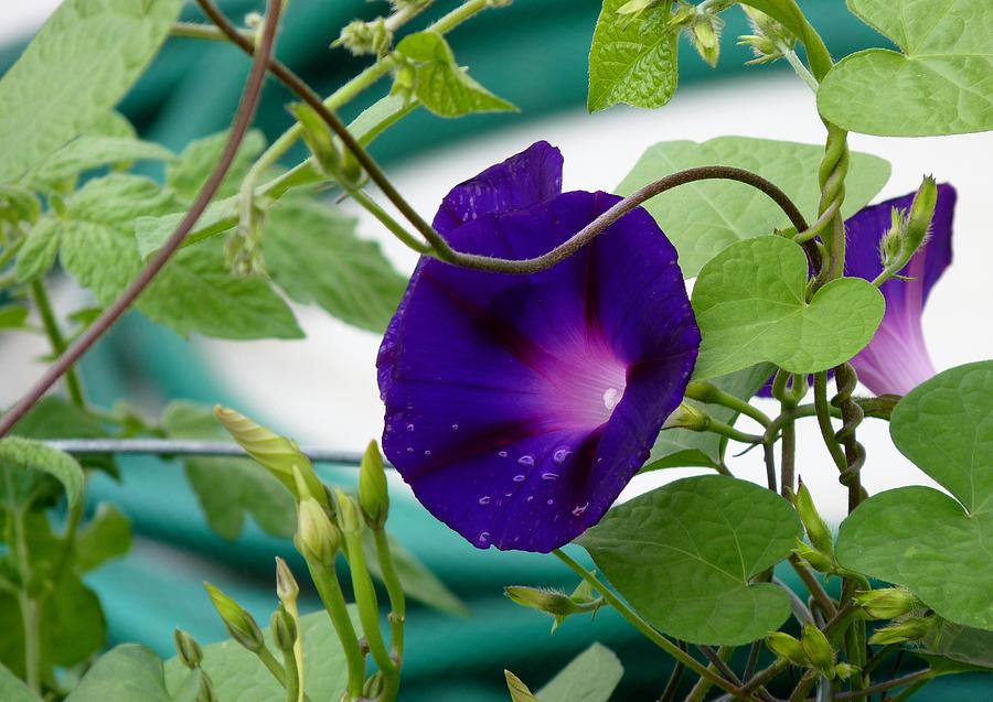 Morning Glory with Tears Photograph by Jeanette Oberholtzer