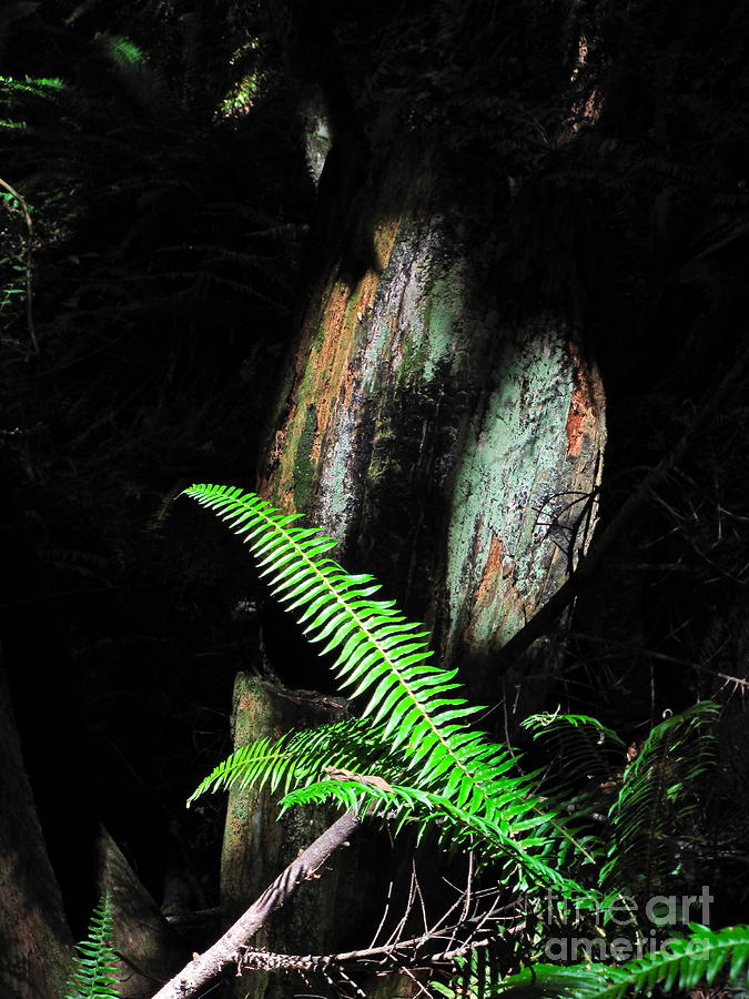 Morning light - fern and shadow Photograph by Sean Griffin