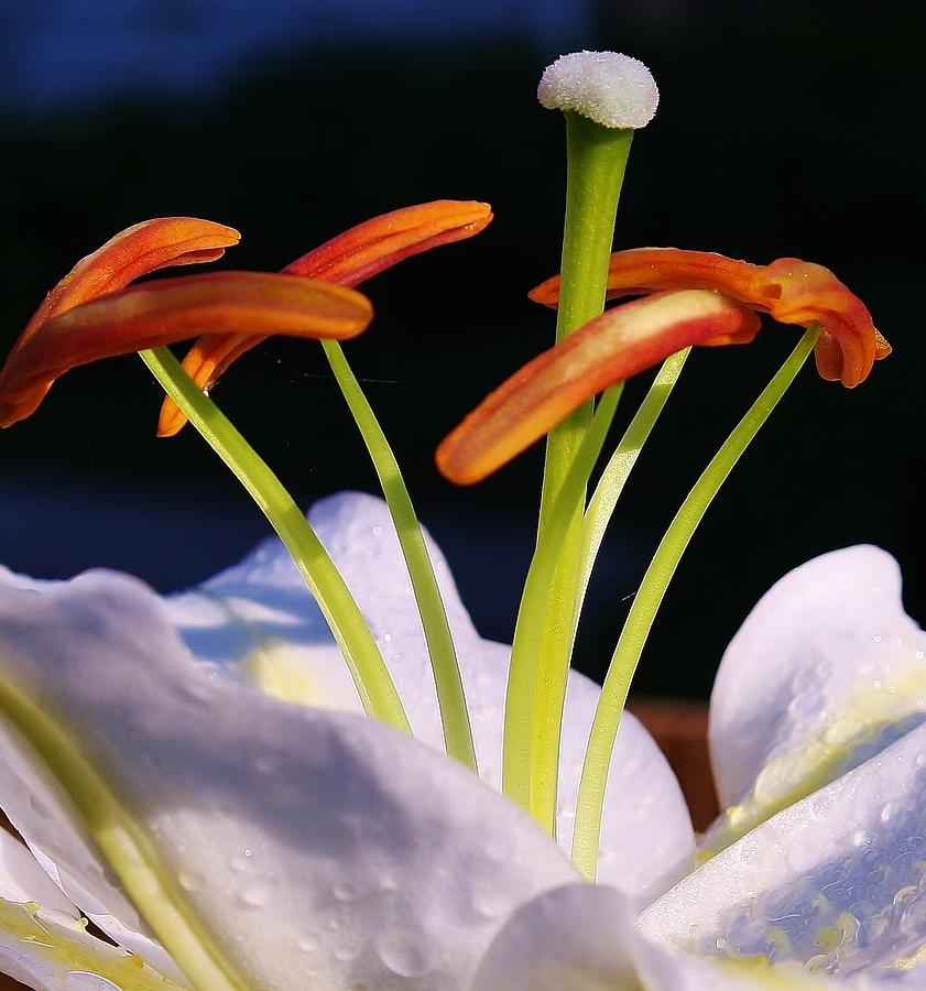 Summer Photograph - Morning Lily by Bruce Bley