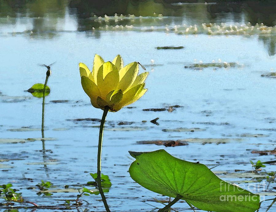 Morning Lotus Pond Photograph by Deborah Smith