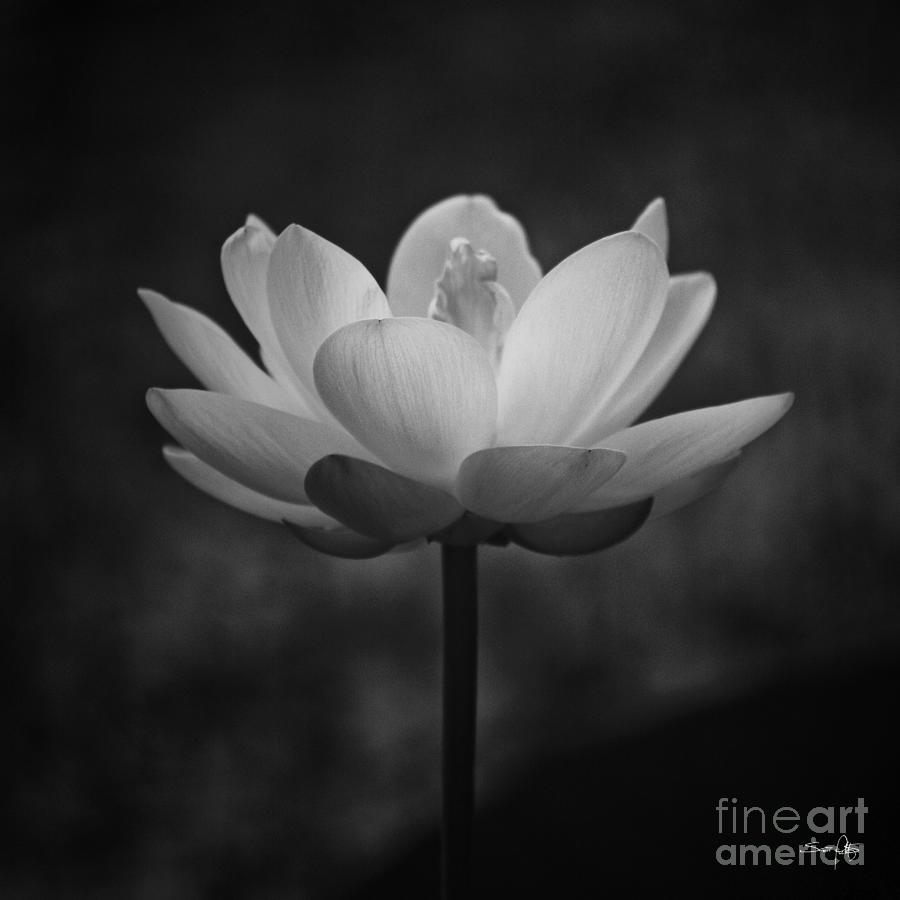 Morning Lotus Photograph by Scott Pellegrin