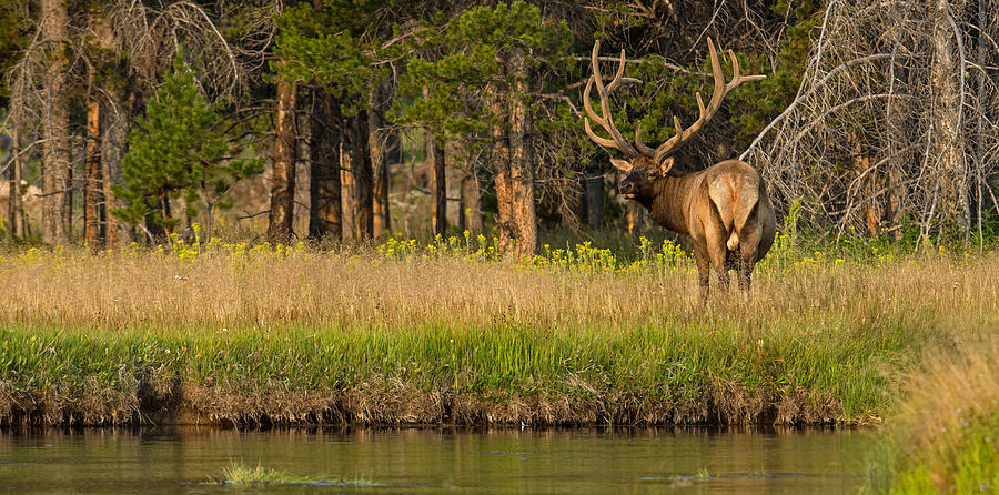 Morning Majesty Photograph by Sandy Sisti - Fine Art America