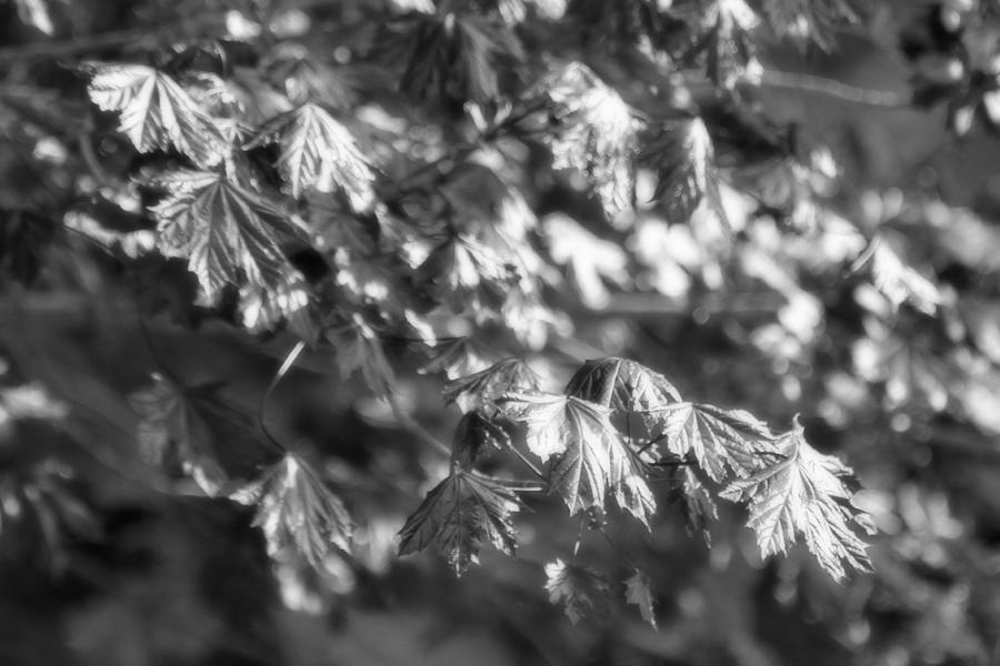 Morning Maple Shimmer in Black and White Photograph by Mark J Seefeldt