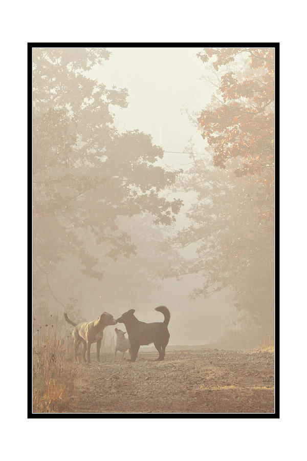 Dog Photograph - Morning Meeting by Brian Duram