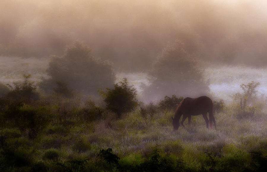 Tree Photograph - Morning Mist by Ron  McGinnis