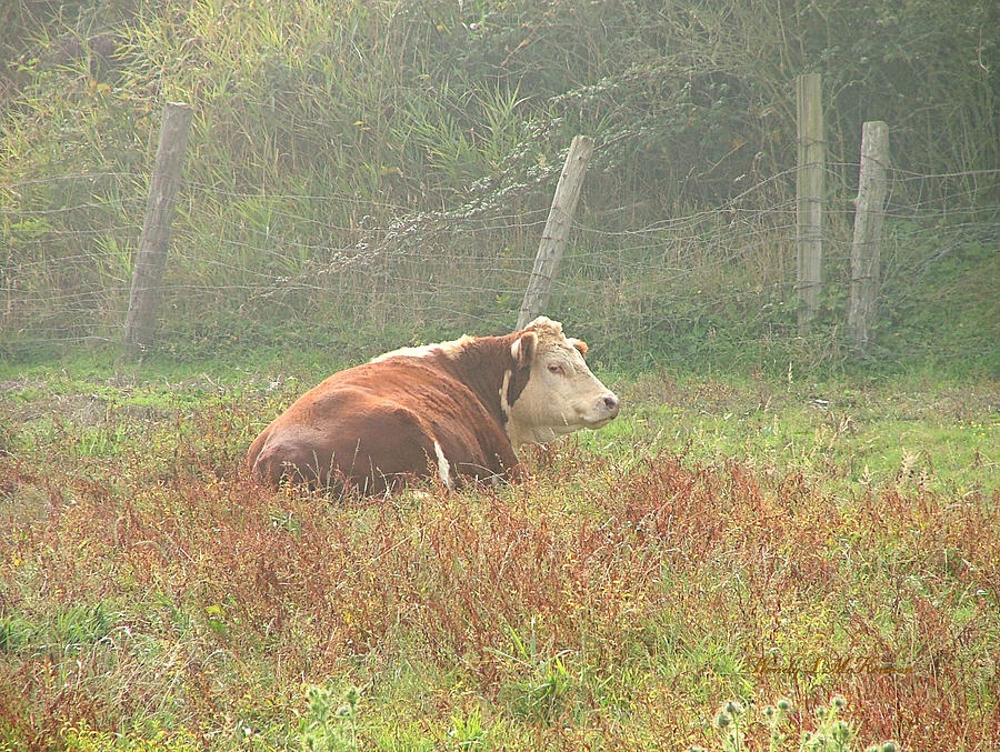 Morning MOO Photograph by Wendy McKennon