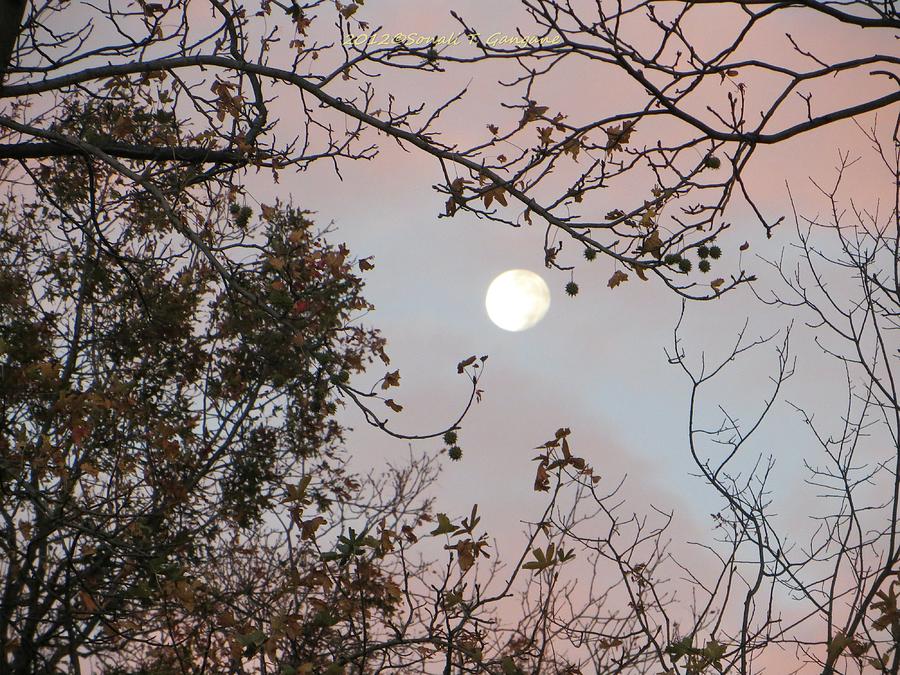 Morning Moon Photograph by Sonali Gangane