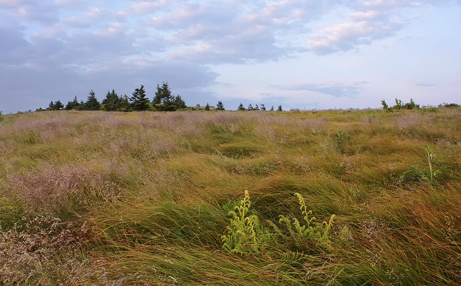 Morning on Grassy Ridge with Ferns Photograph by Keith Clontz - Fine ...