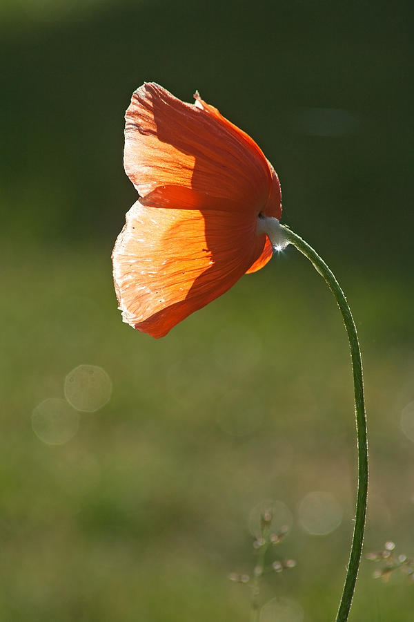 Morning Poppy Photograph by Jeff Galbraith