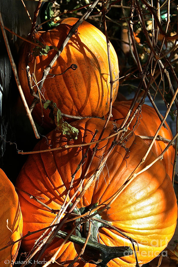 Morning Pumpkins Photograph by Susan Herber