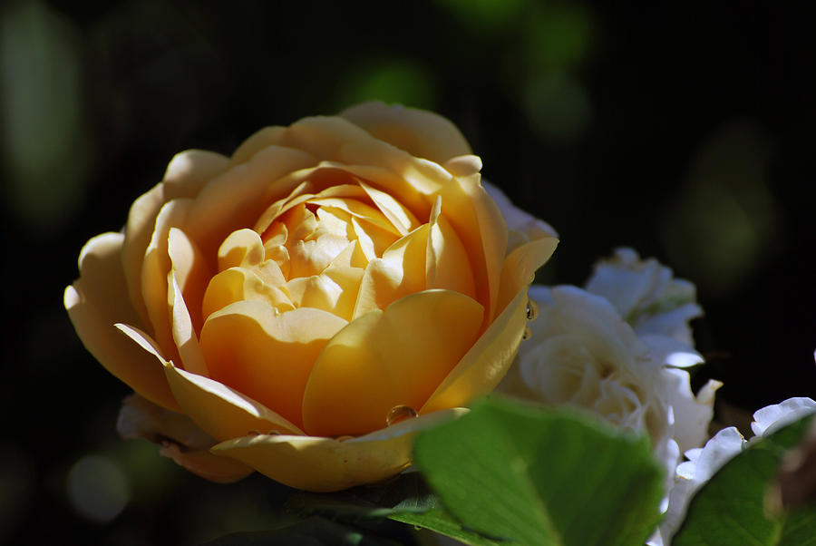 Nature Photograph - Morning Rose by Amee Cave
