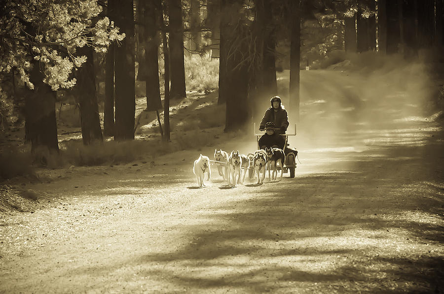 Dog Photograph - Morning Run 3 by Sherri Meyer