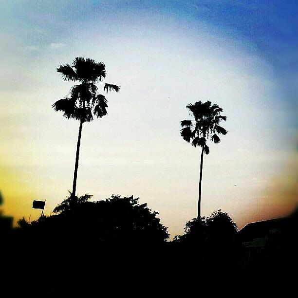 Tree Photograph - morning Silhouette #morning #sky by Bimo Pradityo