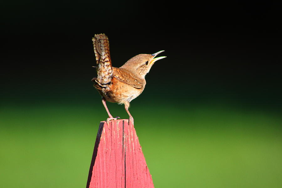 Wren Photograph - Morning Song by Ruthie Lombardi