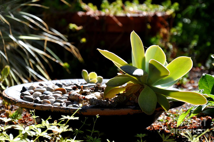 Morning Succulent Photograph by Tatyana Searcy