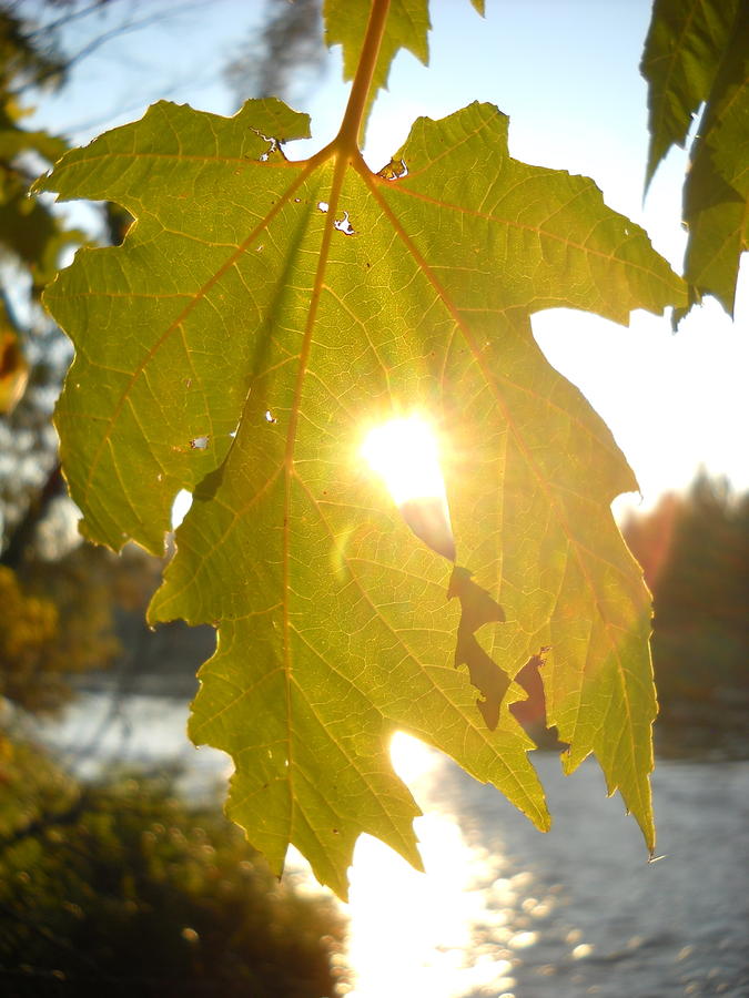 Morning Sun Thru Maple Leaf Photograph by Kent Lorentzen