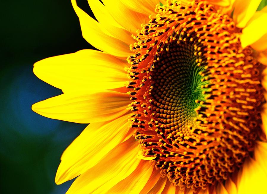 Morning Sunflower Photograph by Robert Festerling - Fine Art America