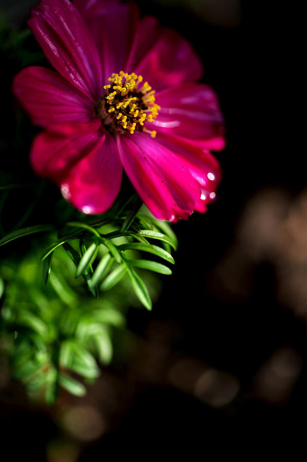 Flowers Still Life Photograph - Morning Sunshine by Frank DiGiovanni