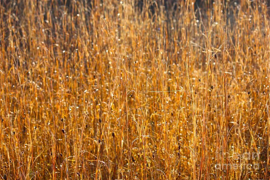 Sunshine Photograph - Morning Sunshine on the Marsh by Carol Groenen