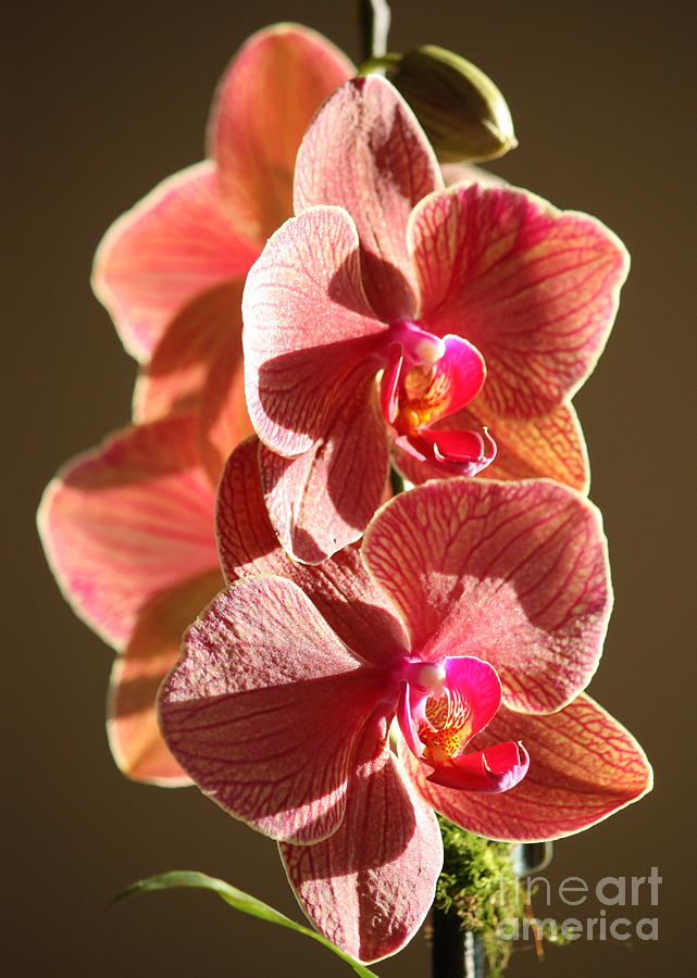 Orchid Photograph - Morning Sunshine Orchids by Carol Groenen