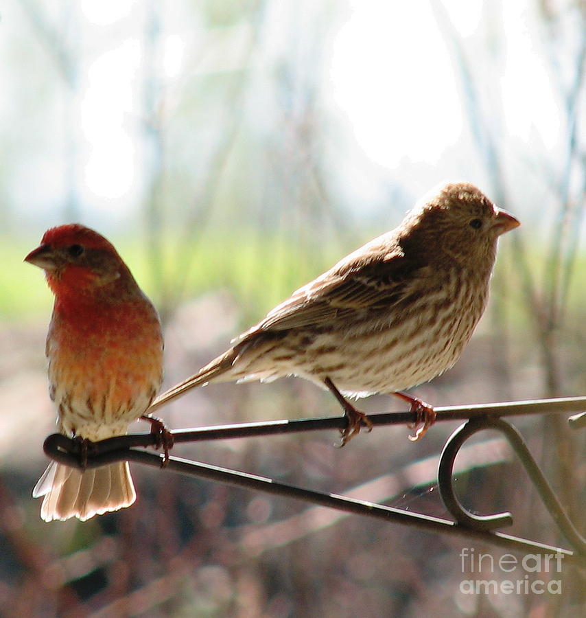 Bird Photograph - Morning Visitors 2 by Rory Siegel