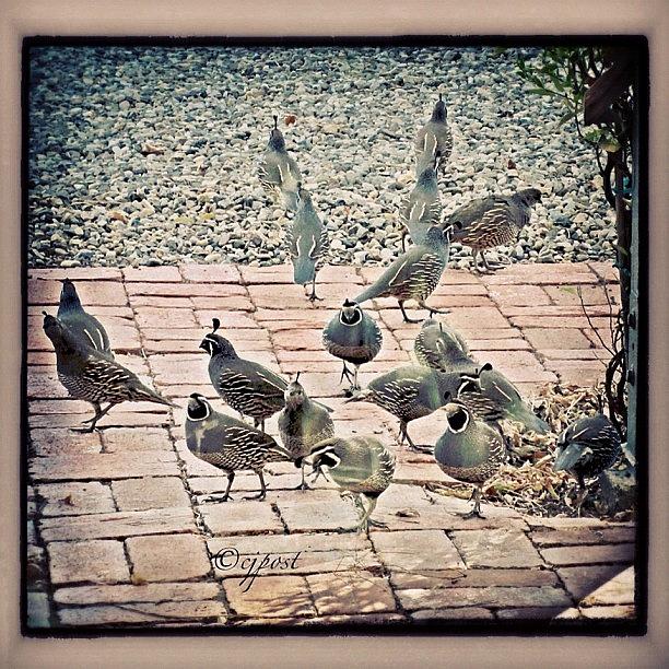 Nature Photograph - Morning Visitors On My Patio #quail by Cynthia Post