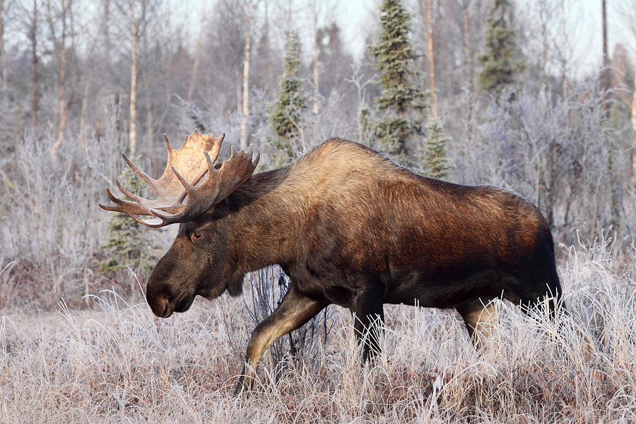 Moose Photograph - Morning Walk by Doug Lloyd