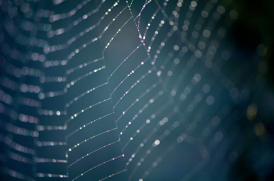 Morning Web Photograph by Catherine Murton