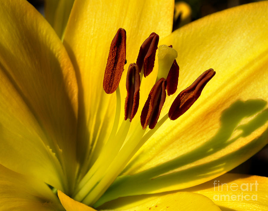 Lily Photograph - Morning Yellow by Diane E Berry