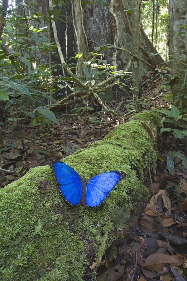 Morpho Butterfly In Rainforest Acarai Photograph by Piotr Naskrecki