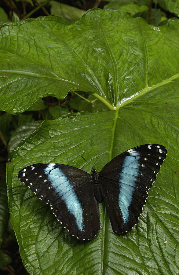 Morpho Butterfly Morpho Achilles Photograph by Pete Oxford